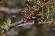 DPPhotography - Turkey - Xylocopa pubescens - A