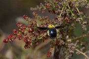 DPPhotography - Turkey - Xylocopa pubescens - B