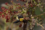 DPPhotography - Turkey - Xylocopa pubescens - C