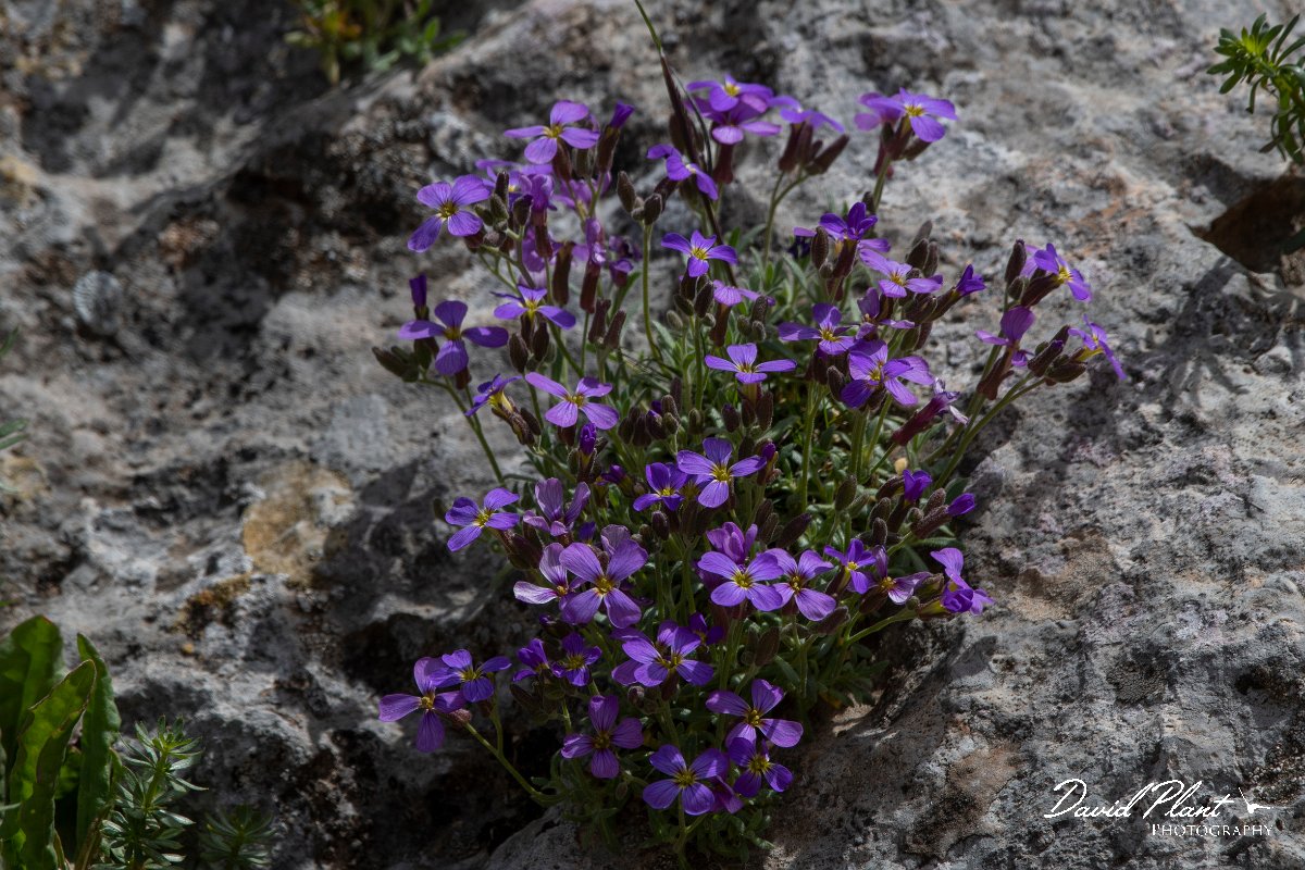 DPPhotography - Turkey - Aubretia canescens - A.jpg - Aubretia canescens - Cimikoy meadows, Antalya, Turkey