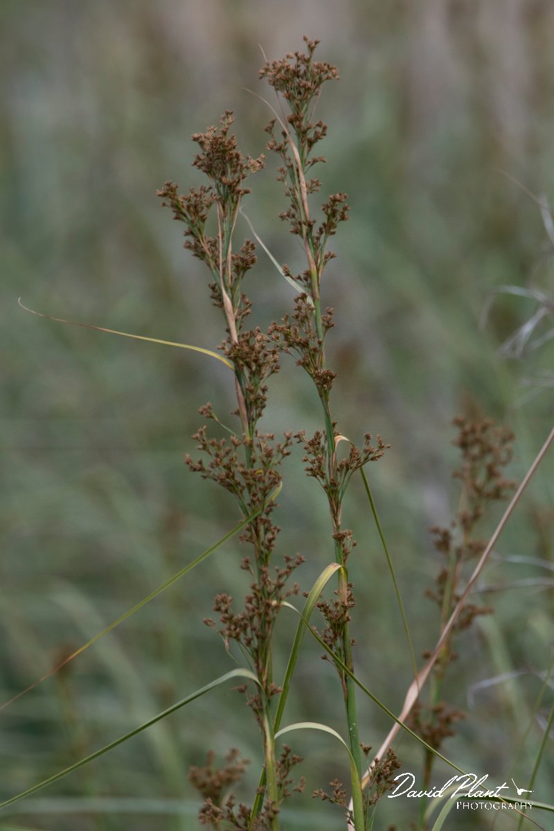 DPPhotography - Turkey - Cladium mariscus - A.jpg - Cladium mariscus - Land East of Manavgat River, Antalya, Turkey