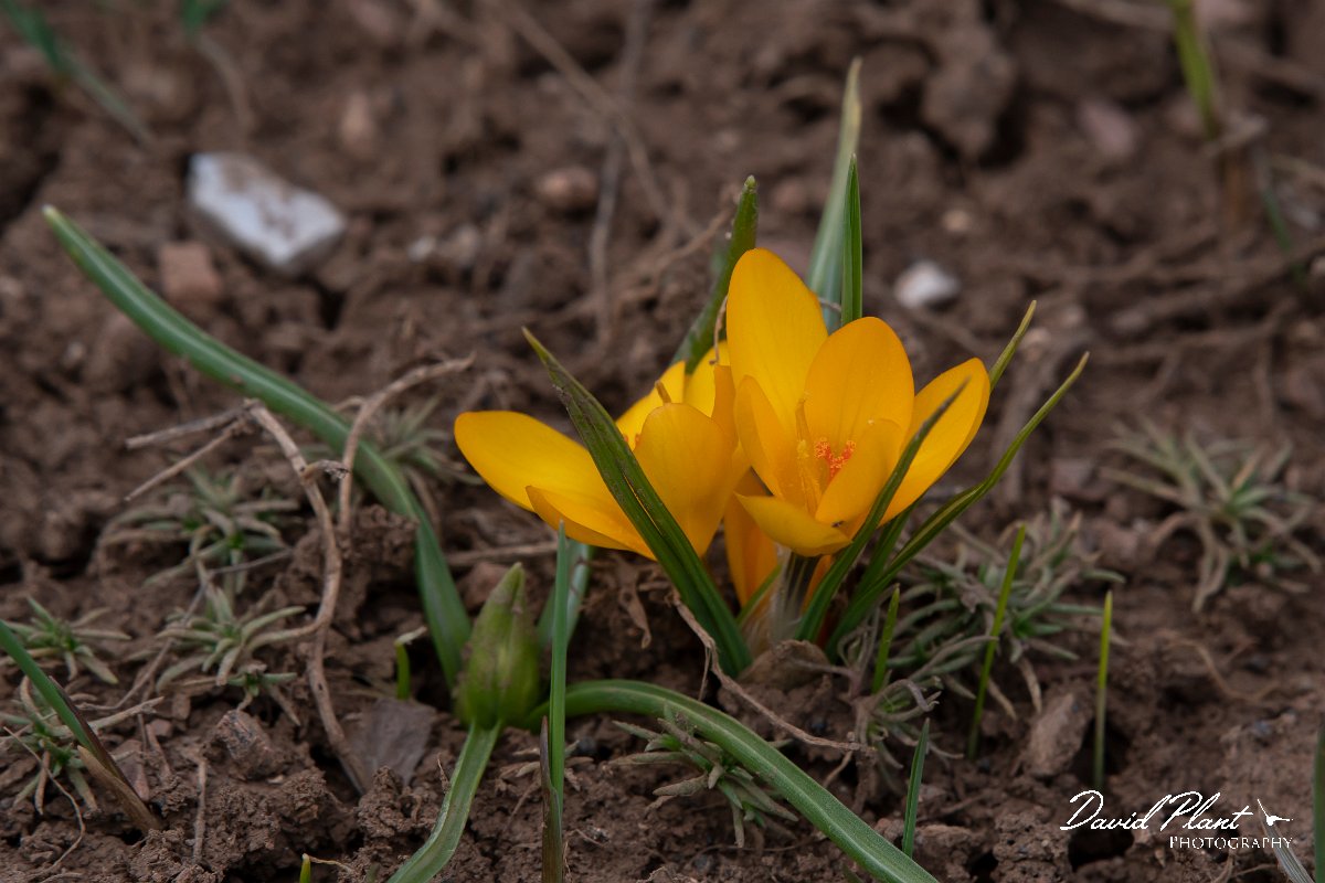 DPPhotography - Turkey - Crocus chrysanthus - A.jpg - Crocus chrysanthus - Cimikoy meadows, Antalya, Turkey