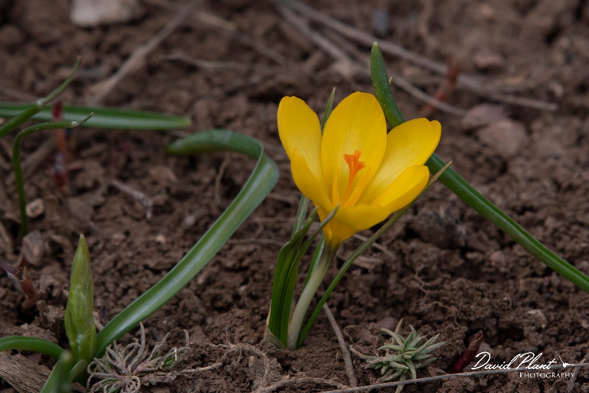 DPPhotography - Turkey - Crocus chrysanthus - B.jpg - Crocus chrysanthus - Cimikoy meadows, Antalya, Turkey