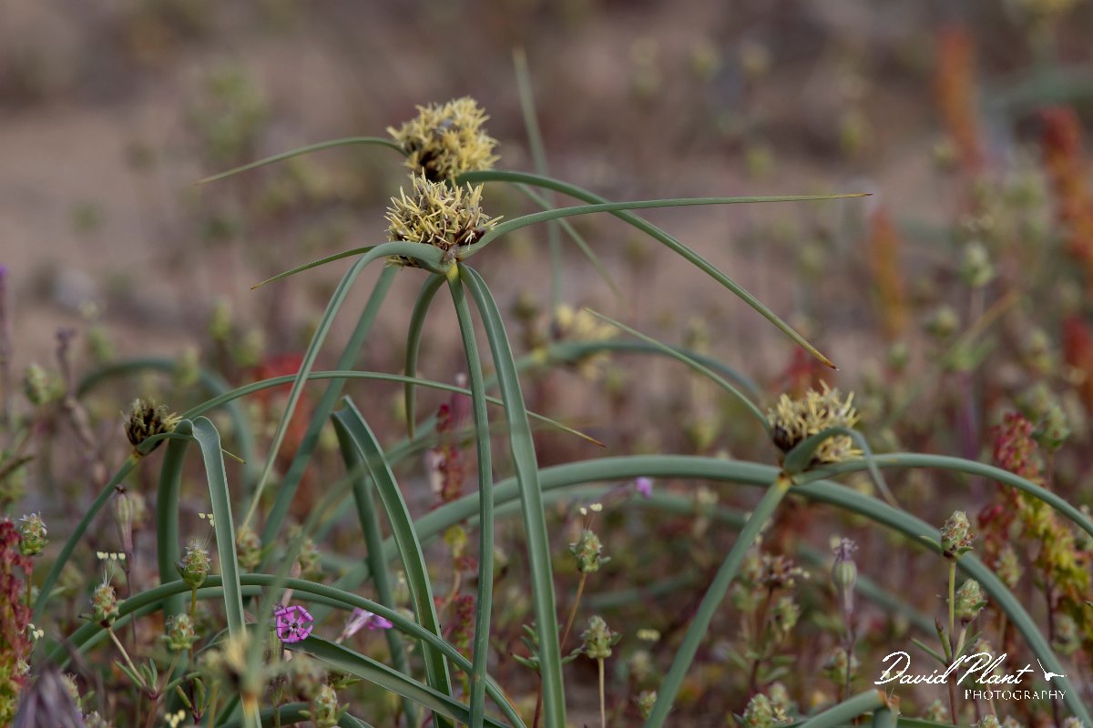 DPPhotography - Turkey - Cyperus capitatus - A.jpg - Cyperus capitatus - Side ruins, Antalya, Turkey