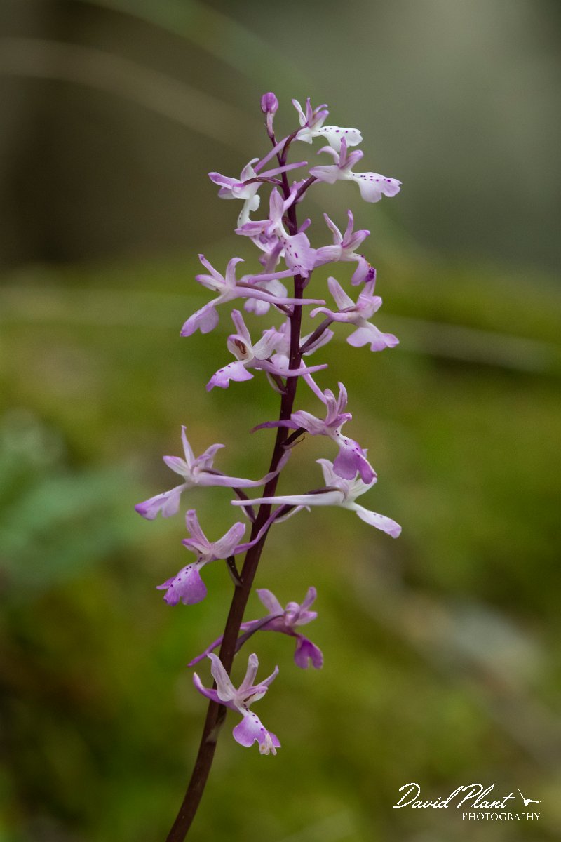 DPPhotography - Turkey - Early purple orchid - A.jpg - Early purple orchid, Orchis mascula - Oymapinar Reservoir, Antalya, Turkey