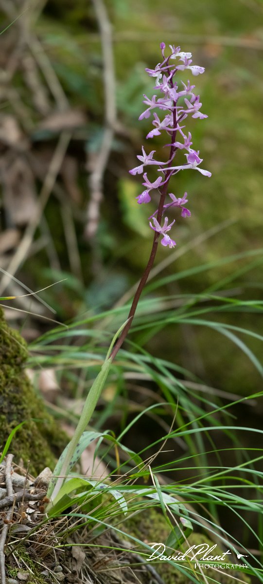 DPPhotography - Turkey - Early purple orchid - B.jpg - Early purple orchid, Orchis mascula - Oymapinar Reservoir, Antalya, Turkey