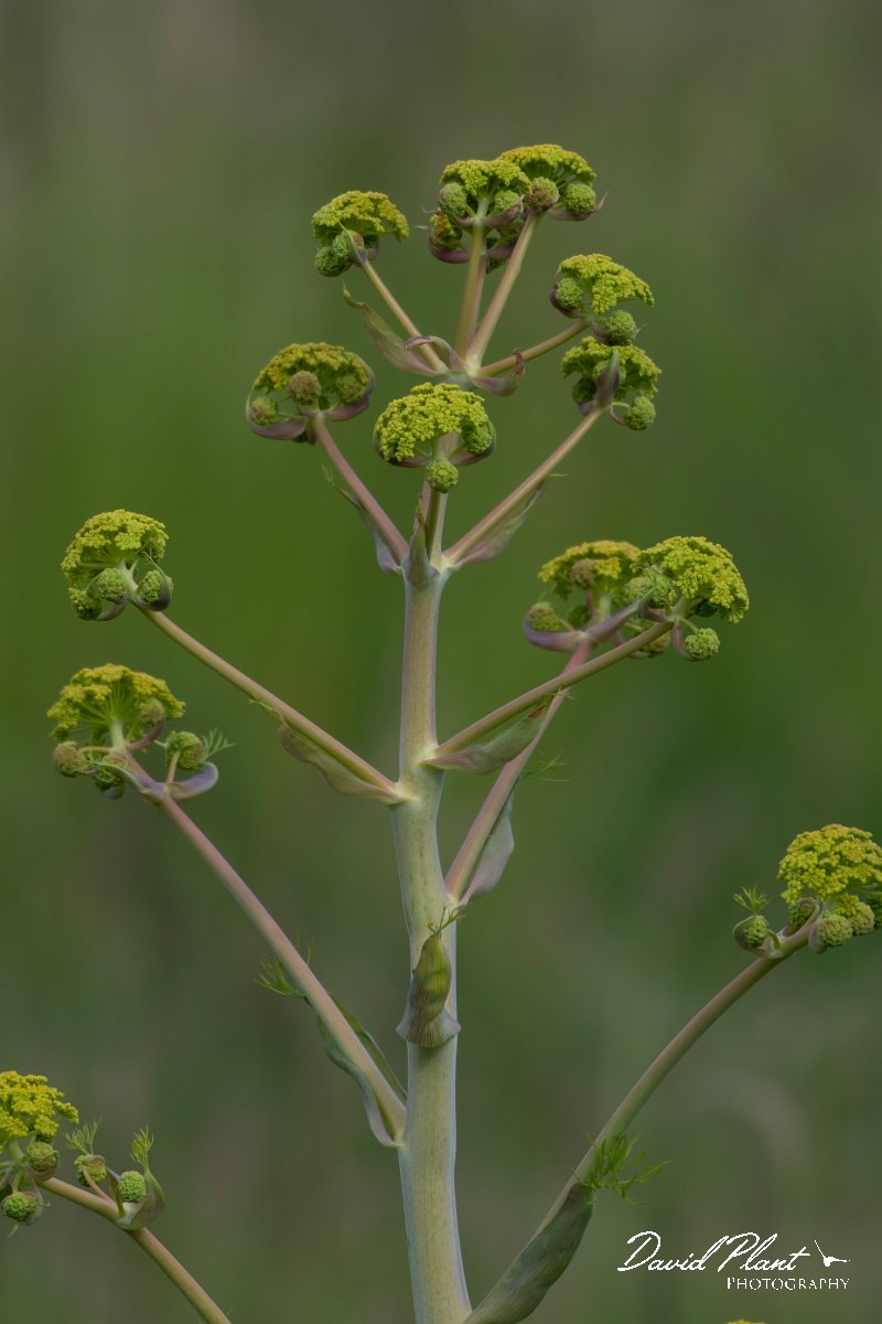 DPPhotography - Turkey - Ferula communis - A.jpg - Ferula communis - Side ruins, Antalya, Turkey