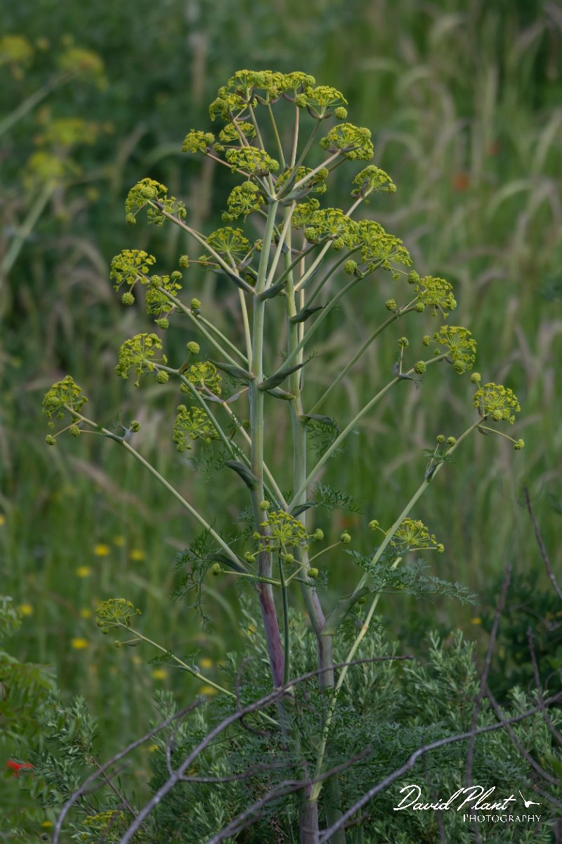 DPPhotography - Turkey - Ferula communis - B.jpg - Ferula communis - Side ruins, Antalya, Turkey