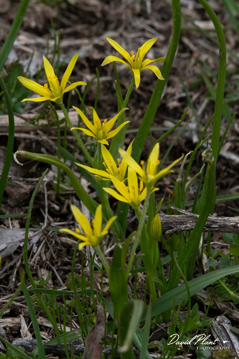 DPPhotography - Turkey - Gagea bohemica - B.jpg - Gagea bohemica - Cimikoy meadows, Antalya, Turkey