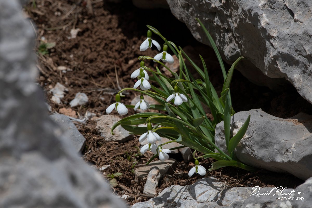 DPPhotography - Turkey - Galanthus elwesii - A.jpg - Galanthus elwesii - Cimikoy meadows, Antalya, Turkey