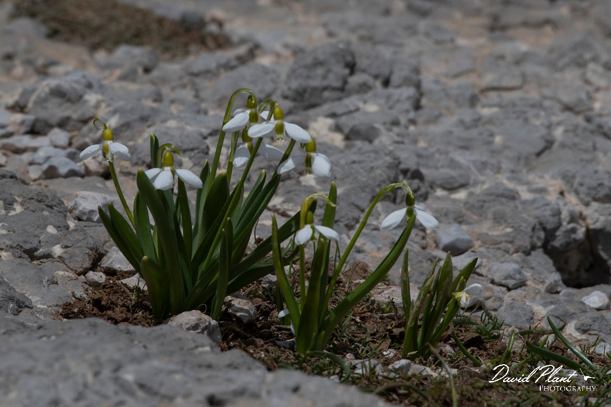 DPPhotography - Turkey - Galanthus elwesii - B.jpg - Galanthus elwesii - Cimikoy meadows, Antalya, Turkey