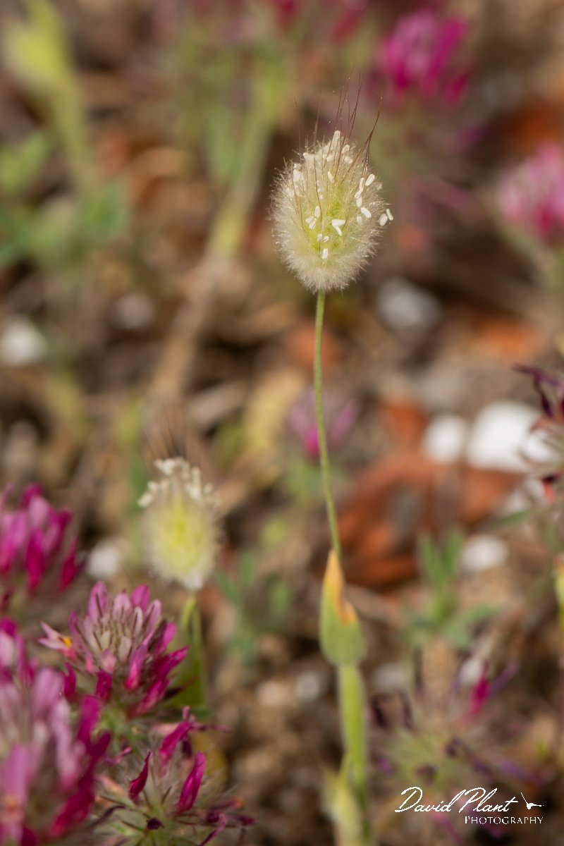 DPPhotography - Turkey - Harestail grass - A.jpg - Harestail grass, Lagurus ovatus - Land East of Manavgat River, Antalya, Turkey