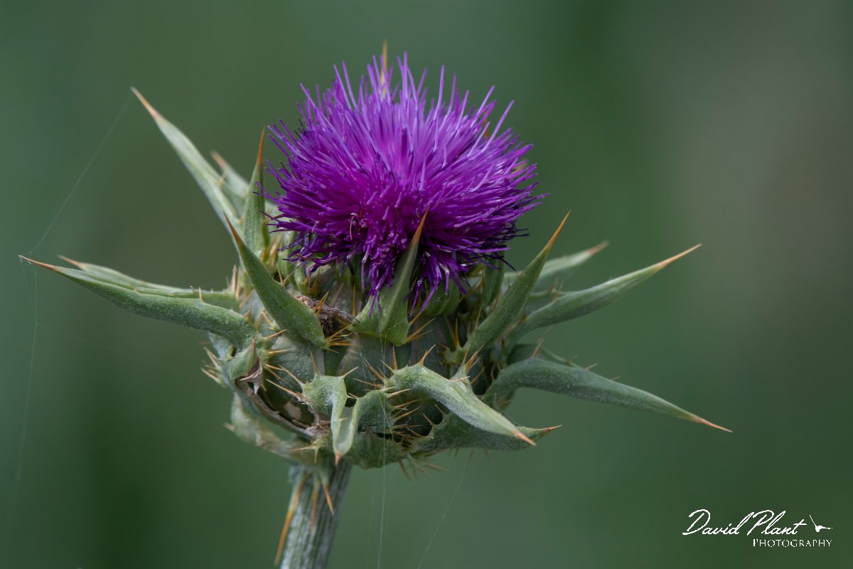 DPPhotography - Turkey - Milk thistle, Silybum marianum - A.jpg - Milk thistle, Silybum marianum - Koprucay River, Antalya, Turkey
