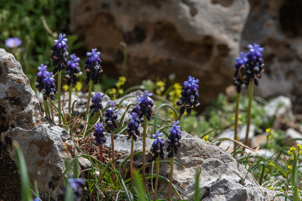 DPPhotography - Turkey - Muscari anatolicum - A.jpg - Muscari anatolicum - Cimikoy meadows, Antalya, Turkey