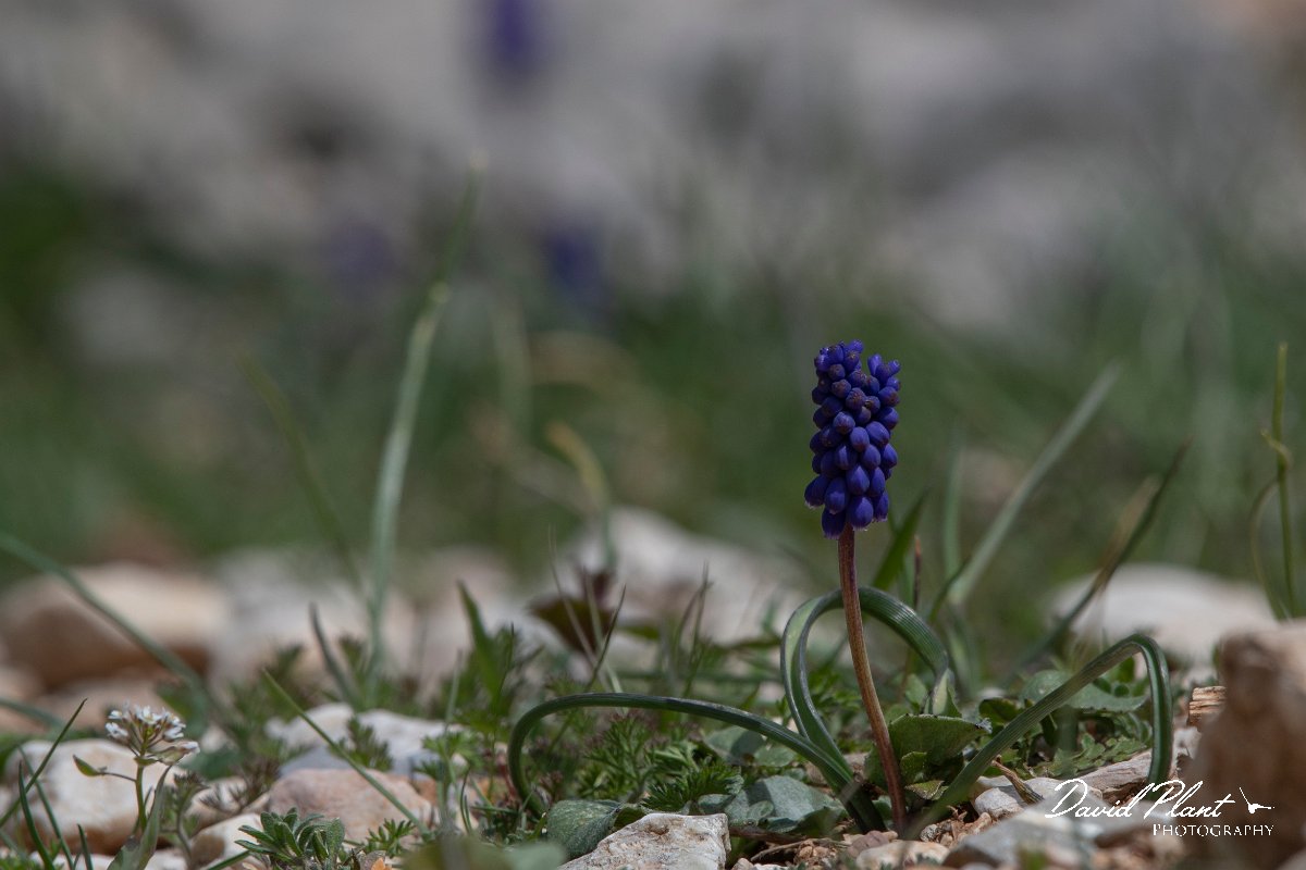 DPPhotography - Turkey - Muscari armeniacum - A.jpg - Muscari armeniacum - Cimikoy meadows, Antalya, Turkey