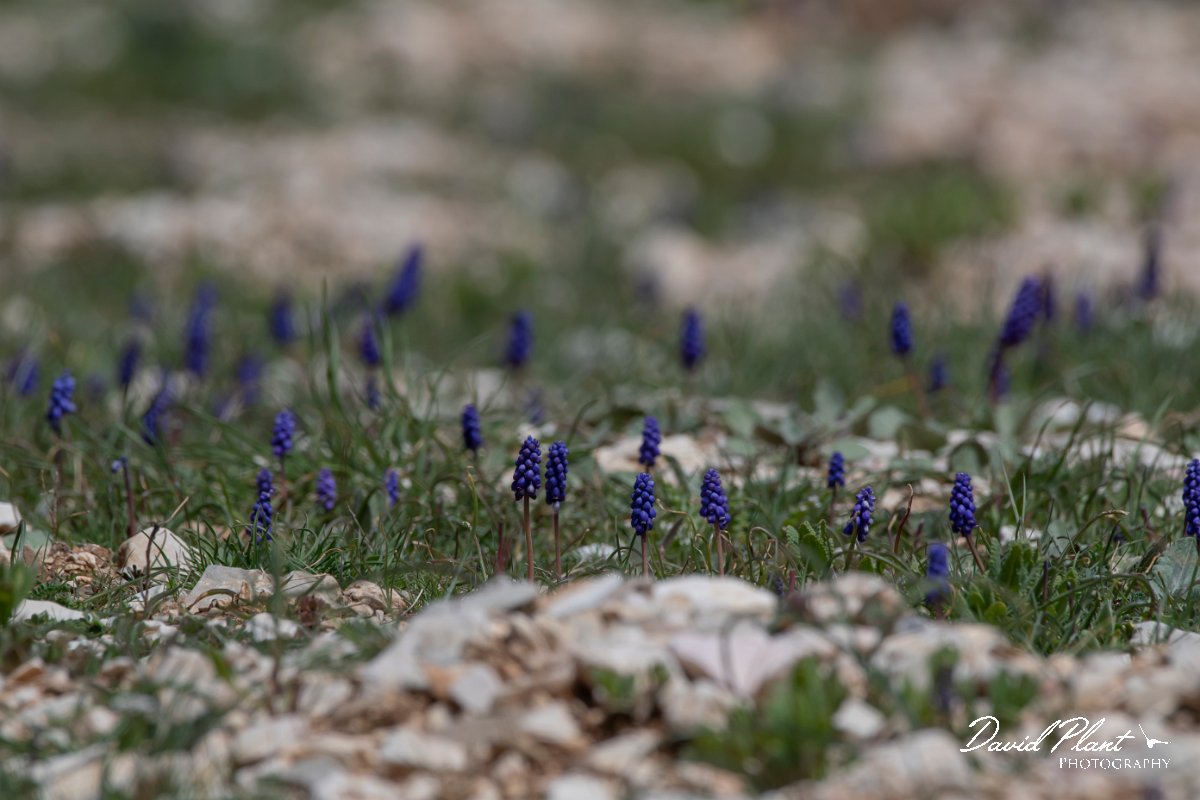 DPPhotography - Turkey - Muscari armeniacum - B.jpg - Muscari armeniacum - Cimikoy meadows, Antalya, Turkey