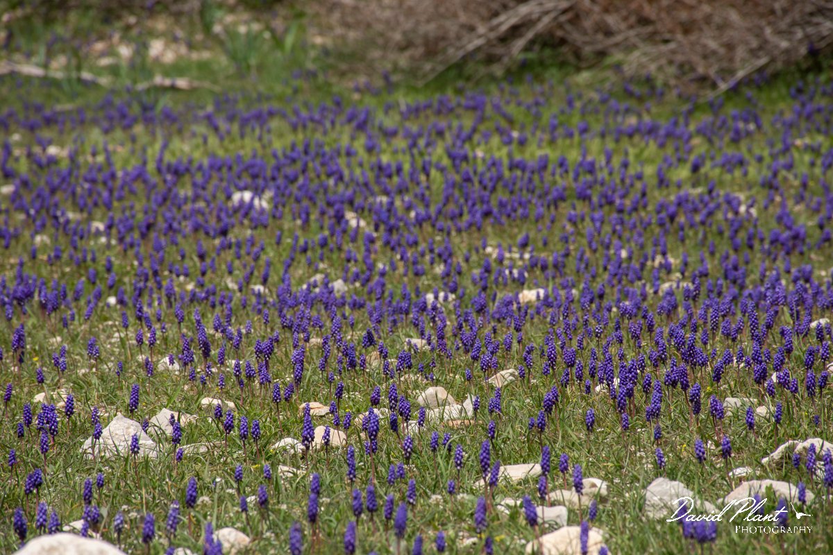DPPhotography - Turkey - Muscari armeniacum - C.jpg - Muscari armeniacum - Cimikoy meadows, Antalya, Turkey