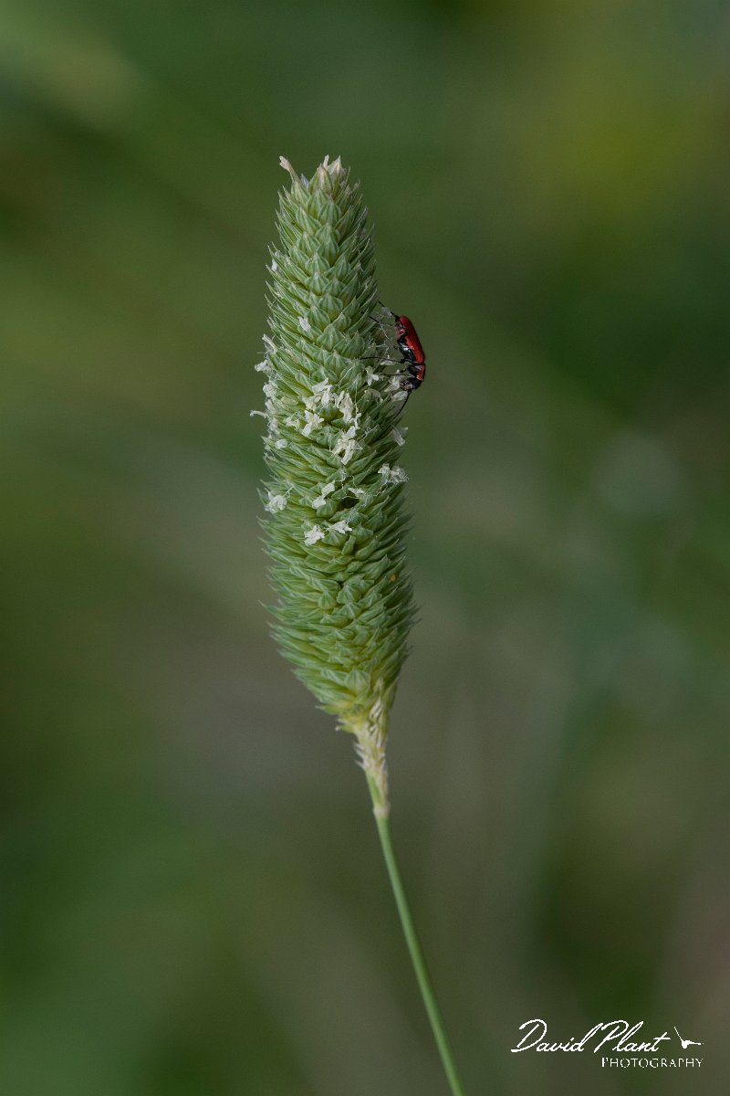 DPPhotography - Turkey - Phalaris minor - A.jpg - Phalaris minor - Koprucay River, Antalya, Turkey