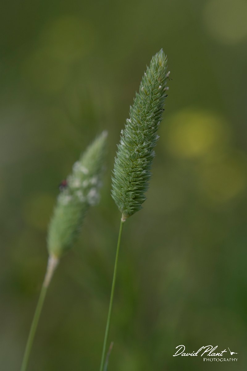 DPPhotography - Turkey - Phalaris minor - B.jpg - Phalaris minor - Koprucay River, Antalya, Turkey