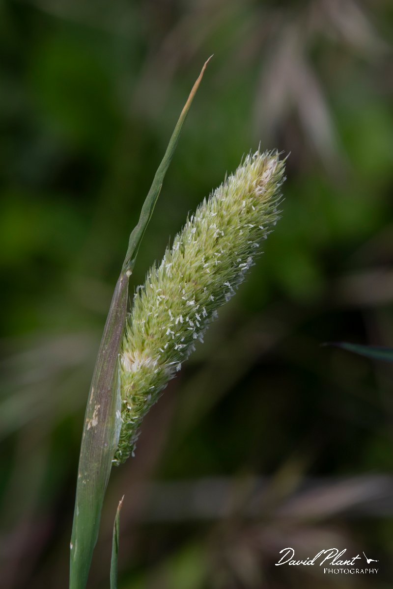DPPhotography - Turkey - Phalaris paradoxa - A.jpg - Phalaris paradoxa - Koprucay River, Antalya, Turkey