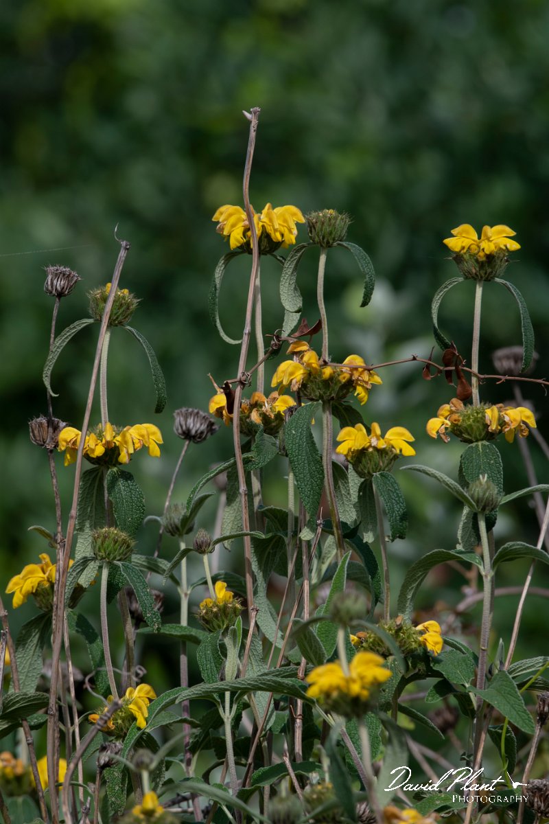DPPhotography - Turkey - Phlomis lunariifolia - A.jpg - Phlomis lunariifolia - Side ruins, Antalya, Turkey