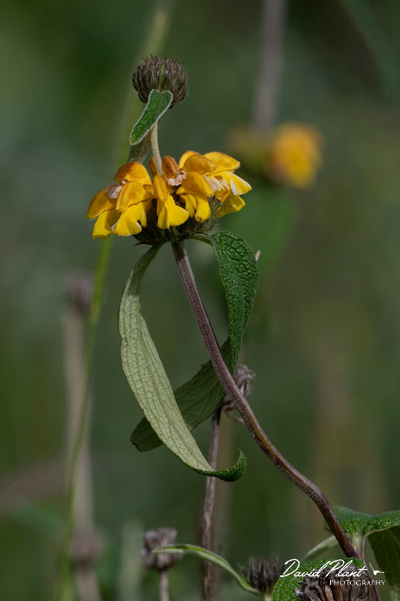 DPPhotography - Turkey - Phlomis lunariifolia - B.jpg - Phlomis lunariifolia - Side ruins, Antalya, Turkey