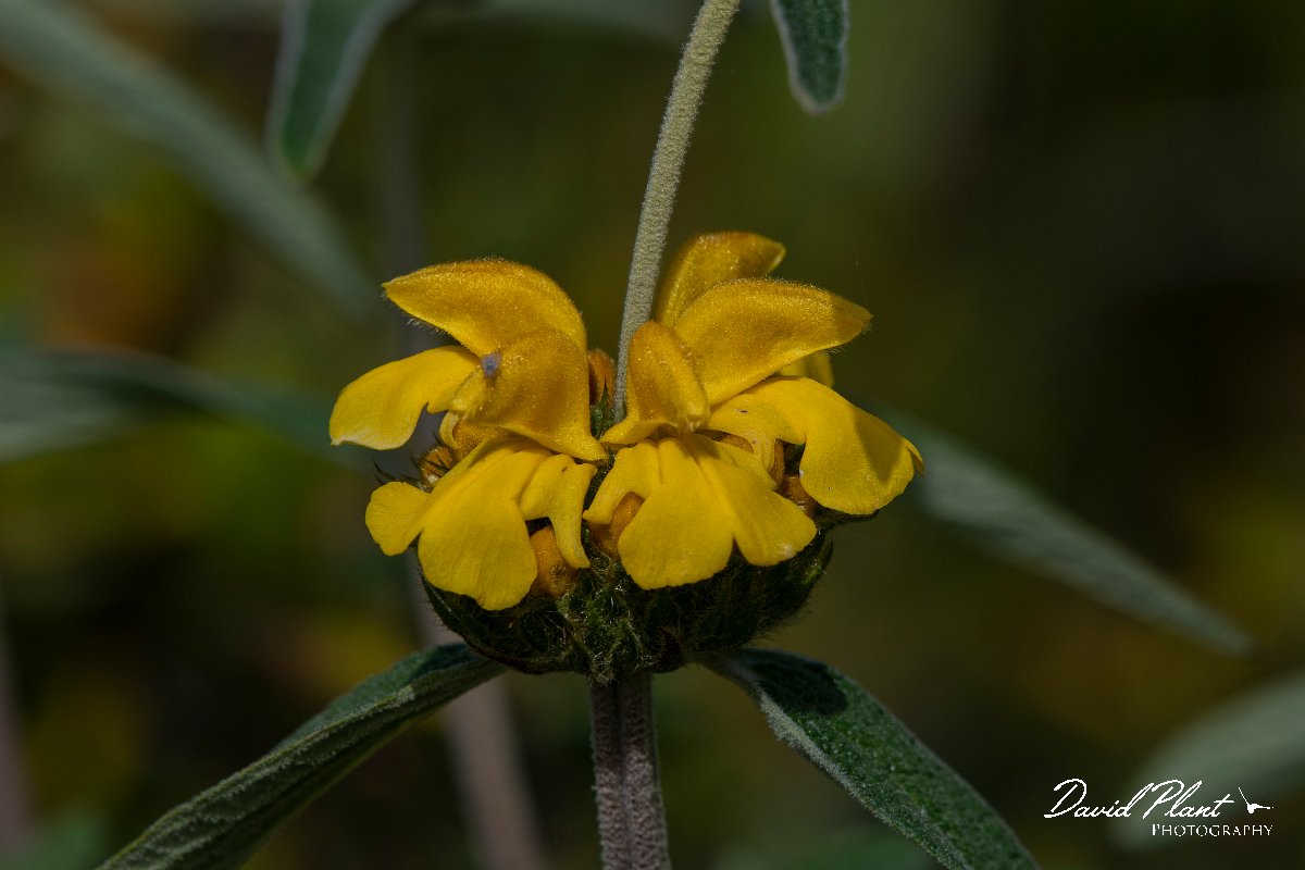 DPPhotography - Turkey - Phlomis lunariifolia - C.jpg - Phlomis lunariifolia - Side ruins, Antalya, Turkey