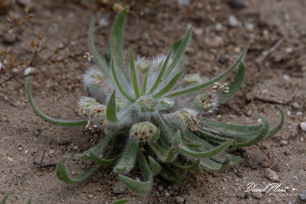 DPPhotography - Turkey - Plantago cretica - A.jpg - Plantago cretica - Land East of Manavgat River, Antalya, Turkey
