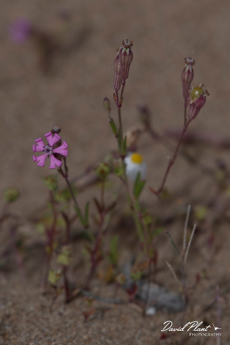 DPPhotography - Turkey - Silene colorata - A.jpg - Silene colorata - Side ruins, Antalya, Turkey