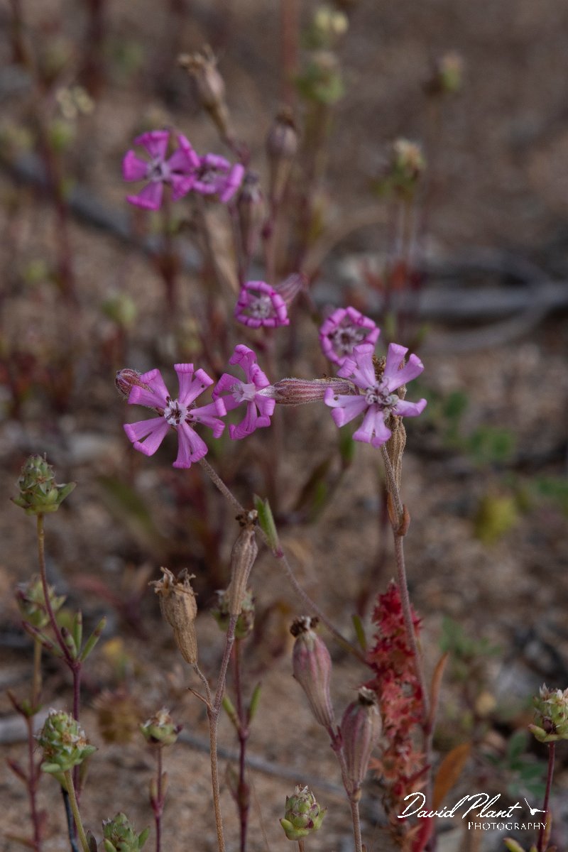 DPPhotography - Turkey - Silene colorata - B.jpg - Silene colorata - Side ruins, Antalya, Turkey