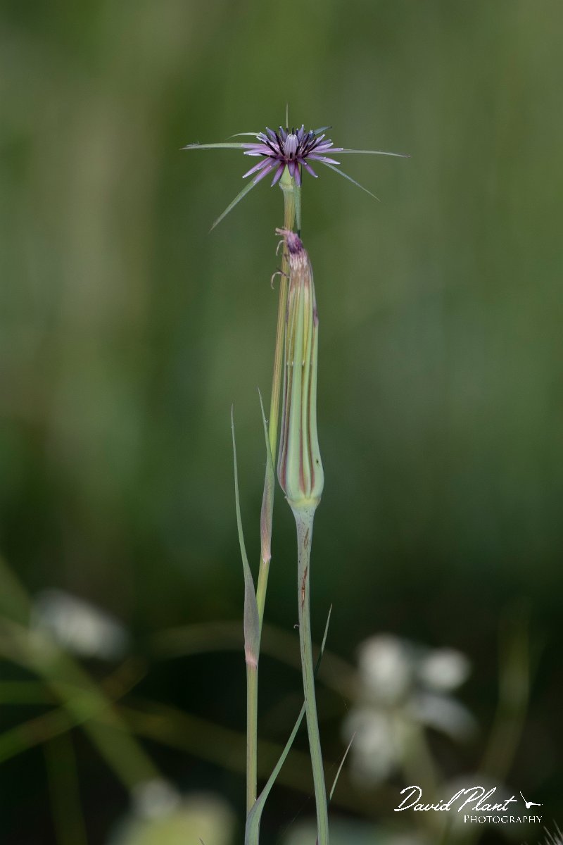 DPPhotography - Turkey - Tragopogon porrifolius - A.jpg - Salsify, Tragopogon porrifolius - Side ruins, Antalya, Turkey