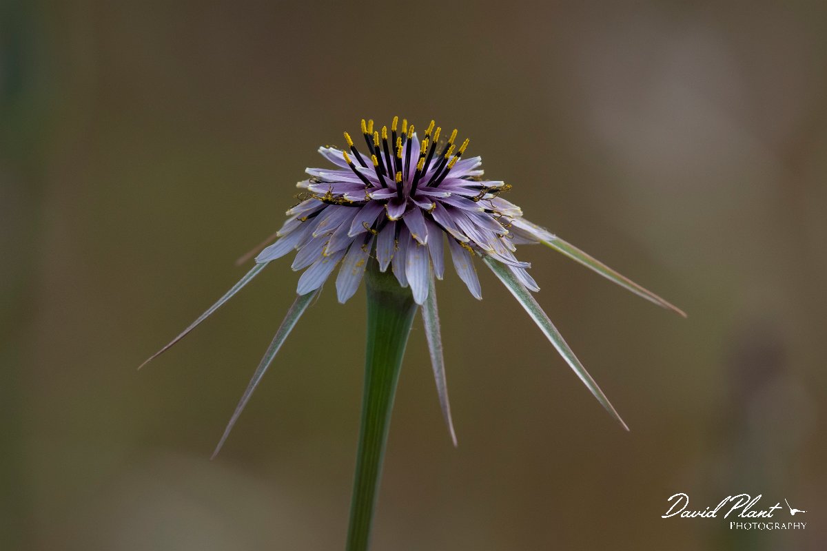 DPPhotography - Turkey - Tragopogon porrifolius - B.jpg - Salsify, Tragopogon porrifolius - Side ruins, Antalya, Turkey