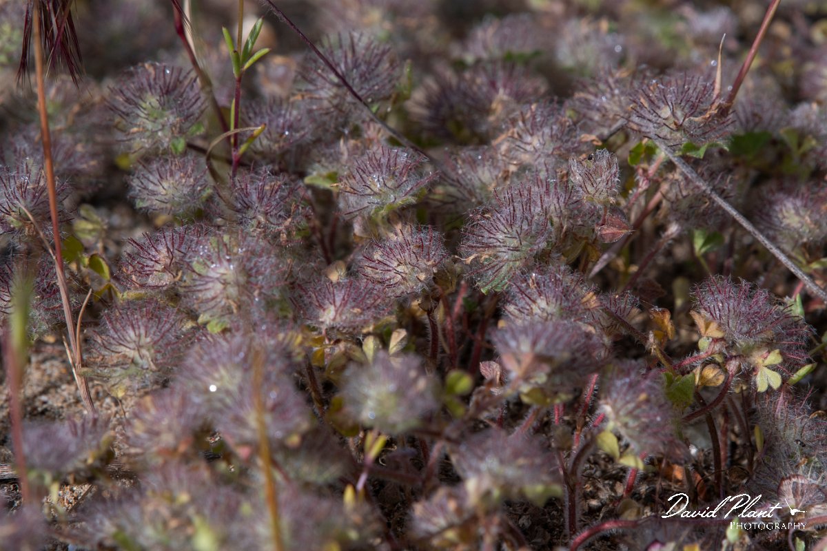 DPPhotography - Turkey - Trifolium cherleri - A.jpg - Trifolium cherleri - Side ruins, Antalya, Turkey