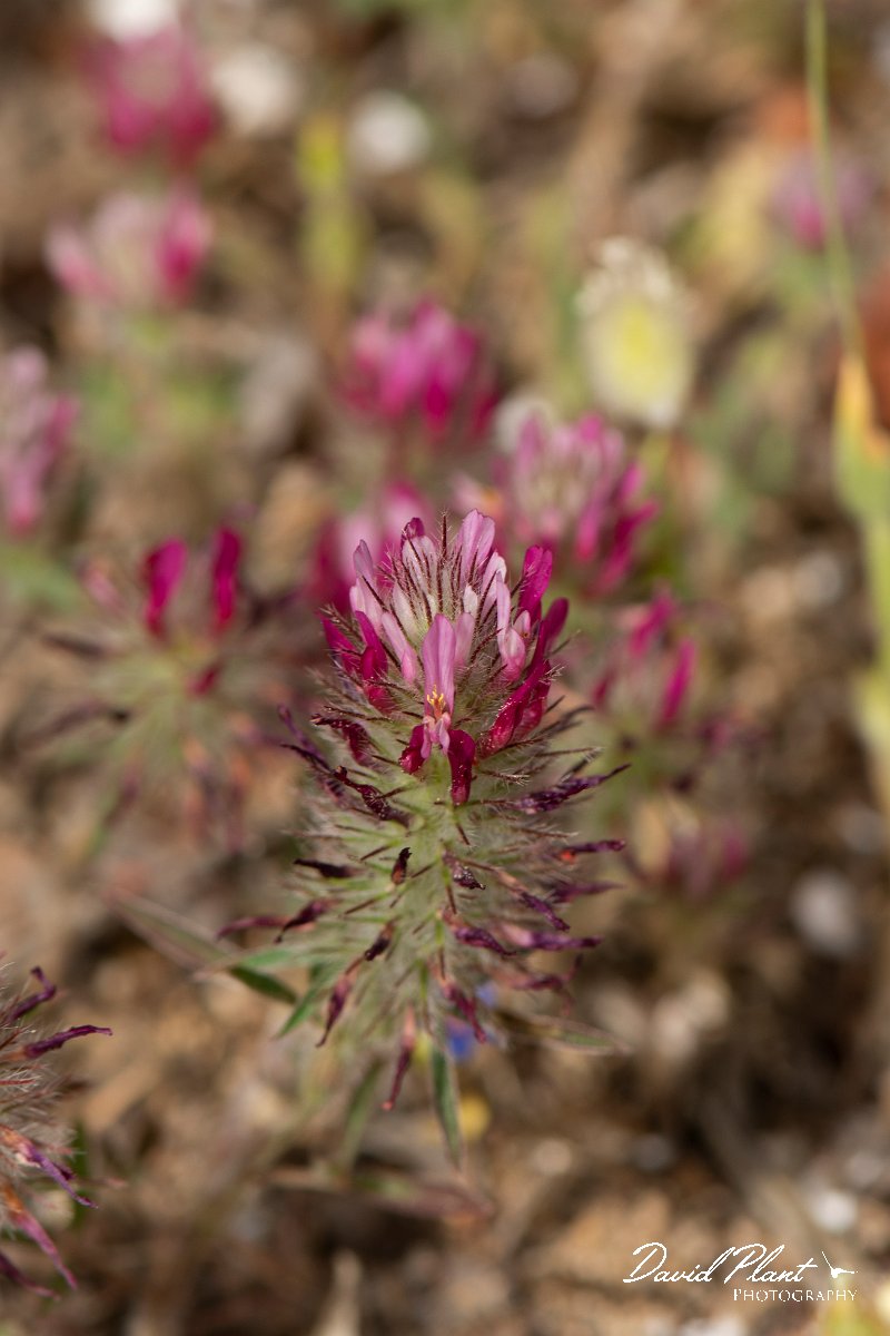 DPPhotography - Turkey - Trifolium dasyurum - A.jpg - Eastern star clover, Trifolium dasyurum - Land East of Manavgat River, Antalya, Turkey