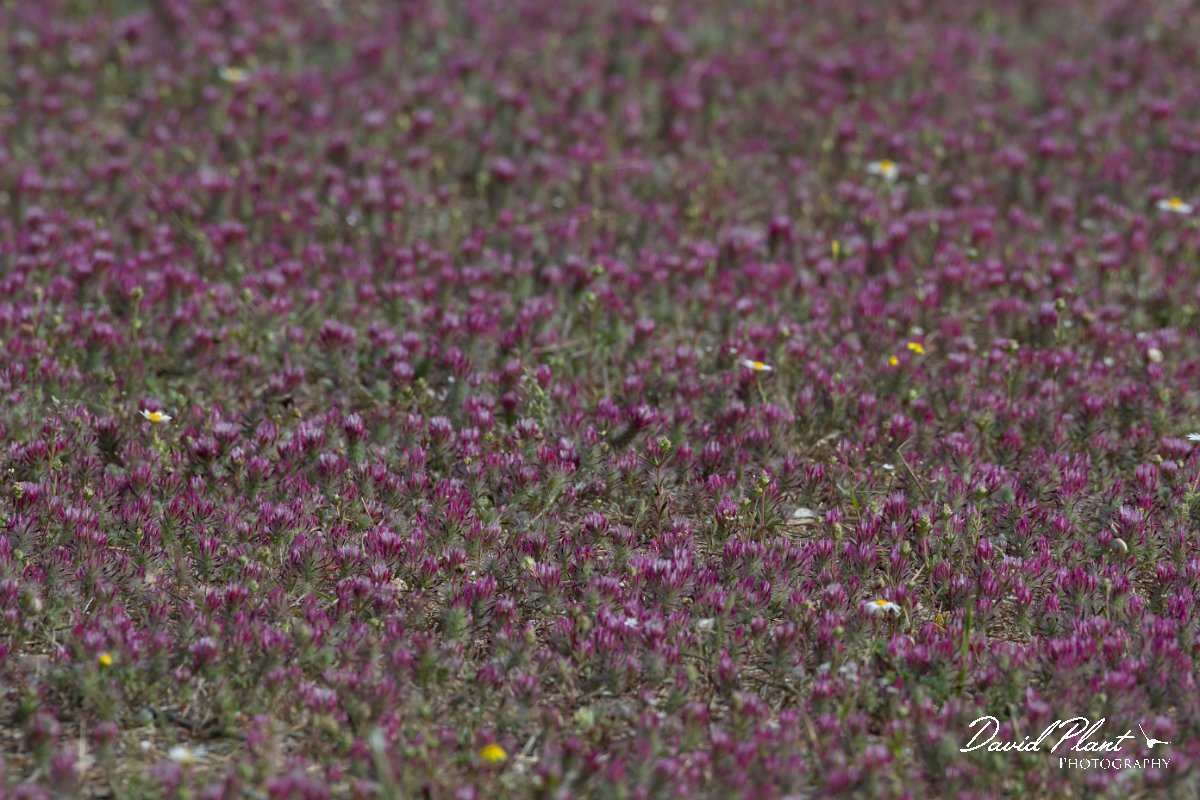 DPPhotography - Turkey - Trifolium dasyurum - C.jpg - Eastern star clover, Trifolium dasyurum - Land East of Manavgat River, Antalya, Turkey