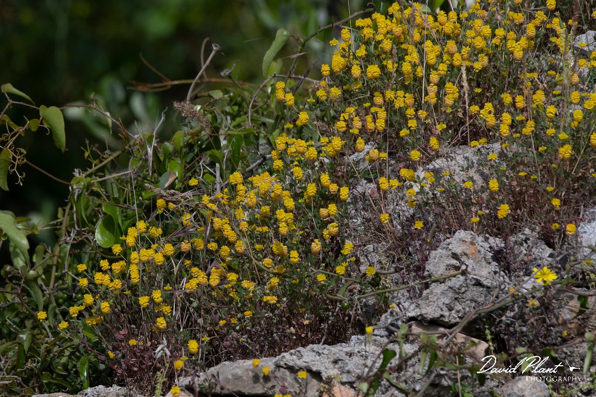 DPPhotography - Turkey - Trifolium mesogitanum - A.jpg - Trifolium mesogitanum - Side ruins, Antalya, Turkey