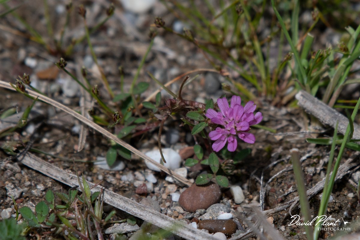DPPhotography - Turkey - Trifolium resupinatum - A.jpg - Trifolium resupinatum - Land East of Manavgat River, Antalya, Turkey