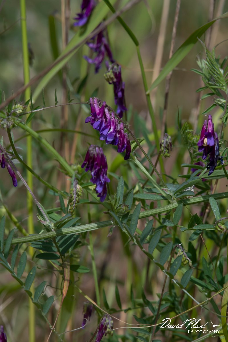 DPPhotography - Turkey - Vicia villosa - A.jpg - Vicia villosa - Side ruins, Antalya, Turkey