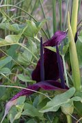 DPPhotography - Turkey - Arum dioscoridis - A
