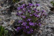 DPPhotography - Turkey - Aubretia canescens - A