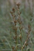 DPPhotography - Turkey - Cladium mariscus - A