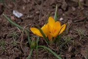 DPPhotography - Turkey - Crocus chrysanthus - A
