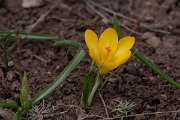 DPPhotography - Turkey - Crocus chrysanthus - B