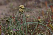 DPPhotography - Turkey - Cyperus capitatus - A