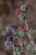 DPPhotography - Turkey - Echium angustifolium - A