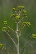 DPPhotography - Turkey - Ferula communis - A