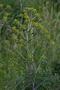 DPPhotography - Turkey - Ferula communis - B