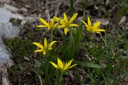 DPPhotography - Turkey - Gagea bohemica - A