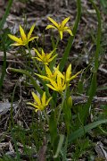 DPPhotography - Turkey - Gagea bohemica - B