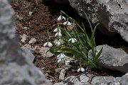 DPPhotography - Turkey - Galanthus elwesii - A